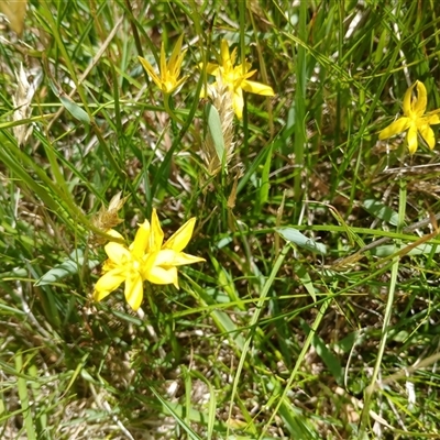 Hypoxis hygrometrica var. villosisepala (Golden Weather-grass) at Wilsons Valley, NSW - 8 Dec 2024 by mahargiani