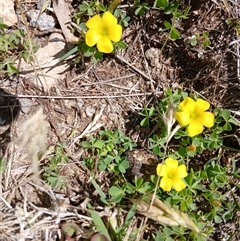 Oxalis perennans (Grassland Wood Sorrel) at Wilsons Valley, NSW - 8 Dec 2024 by mahargiani