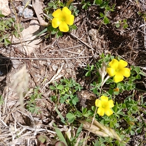 Oxalis perennans (Grassland Wood Sorrel) at Wilsons Valley, NSW by mahargiani