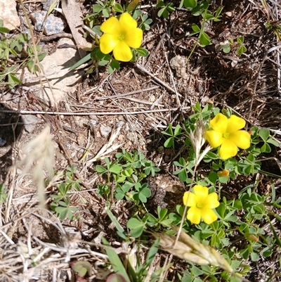 Oxalis perennans (Grassland Wood Sorrel) at Wilsons Valley, NSW - 8 Dec 2024 by mahargiani