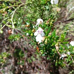 Prostanthera phylicifolia (Spiked Mint-bush) at Wilsons Valley, NSW - 8 Dec 2024 by mahargiani