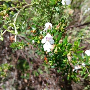 Prostanthera phylicifolia at Wilsons Valley, NSW - 8 Dec 2024