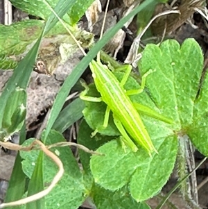 Tettigoniidae (family) at Kangaroo Valley, NSW - suppressed