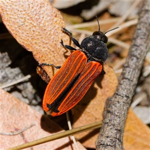 Castiarina erythroptera at Uriarra Village, ACT - 10 Dec 2024 01:33 PM