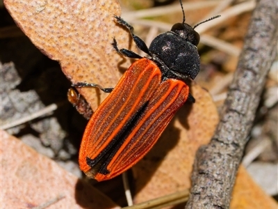 Castiarina erythroptera (Lycid Mimic Jewel Beetle) at Uriarra Village, ACT - 10 Dec 2024 by DPRees125
