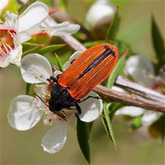 Castiarina erythroptera at Uriarra Village, ACT - 10 Dec 2024