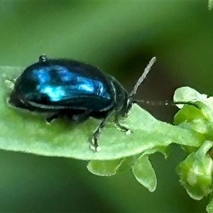 Arsipoda sp. (genus) (A flea beetle) at Kangaroo Valley, NSW by lbradley