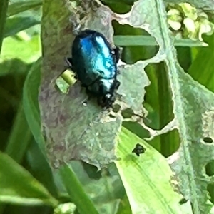 Arsipoda sp. (genus) at Kangaroo Valley, NSW - suppressed