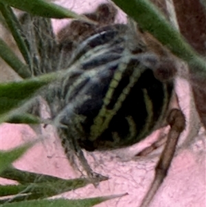 Phonognathidae (family) at Kangaroo Valley, NSW - suppressed