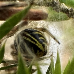 Phonognathidae (family) at Kangaroo Valley, NSW - 10 Dec 2024