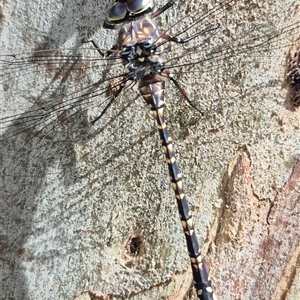 Austroaeschna parvistigma (Swamp Darner) at Grabben Gullen, NSW by clarehoneydove