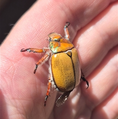 Anoplognathus suturalis (Centreline Christmas beetle) at Crookwell, NSW - 10 Dec 2024 by clarehoneydove