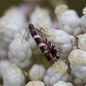 Glyphipterix leucocerastes at Bungonia, NSW - 26 Nov 2024