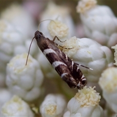 Glyphipterix leucocerastes at Bungonia, NSW - 26 Nov 2024 05:09 PM