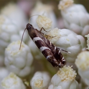 Glyphipterix leucocerastes at Bungonia, NSW - 26 Nov 2024