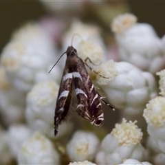 Glyphipterix leucocerastes at Bungonia, NSW - 26 Nov 2024