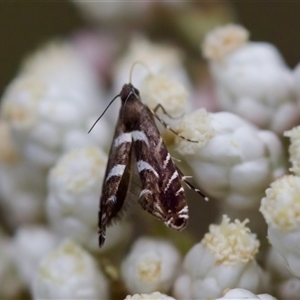 Glyphipterix leucocerastes at Bungonia, NSW - 26 Nov 2024 05:09 PM