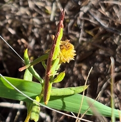 Keyacris scurra (Key's Matchstick Grasshopper) at Gunning, NSW - 10 Dec 2024 by clarehoneydove