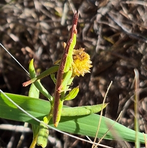 Keyacris scurra (Key's Matchstick Grasshopper) at Gunning, NSW by clarehoneydove