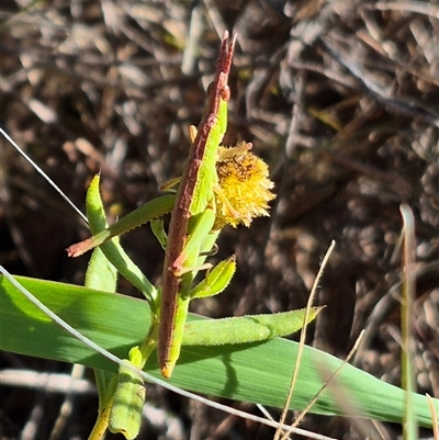 Keyacris scurra (Key's Matchstick Grasshopper) at Gunning, NSW - 9 Dec 2024 by clarehoneydove