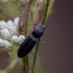 Elateridae (family) (Unidentified click beetle) at Bungonia, NSW - 26 Nov 2024 by KorinneM