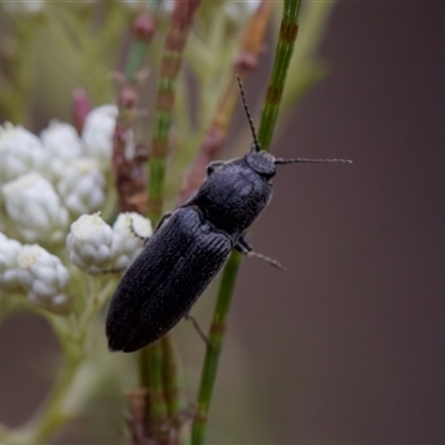 Crepidomenus fulgidus at Bungonia, NSW - 26 Nov 2024 by KorinneM