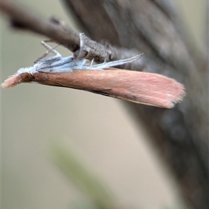 Uresiphita ornithopteralis at Denman Prospect, ACT by Miranda