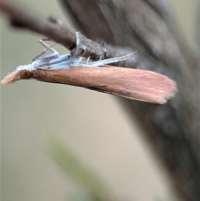 Uresiphita ornithopteralis at Denman Prospect, ACT - 9 Dec 2024 by Miranda