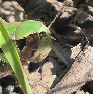 Praxibulus sp. (genus) (A grasshopper) at Grabben Gullen, NSW by clarehoneydove