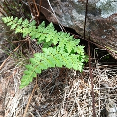 Cheilanthes sieberi subsp. sieberi (Mulga Rock Fern) at Cooma, NSW - 10 Dec 2024 by mahargiani