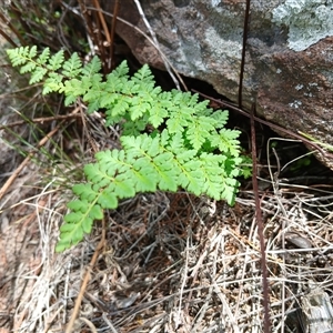 Cheilanthes sieberi subsp. sieberi (Mulga Rock Fern) at Cooma, NSW by mahargiani