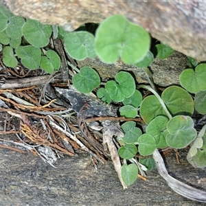 Dichondra sp. Inglewood (J.M.Dalby 86/93) Qld Herbarium at Cooma, NSW - 10 Dec 2024 02:09 PM