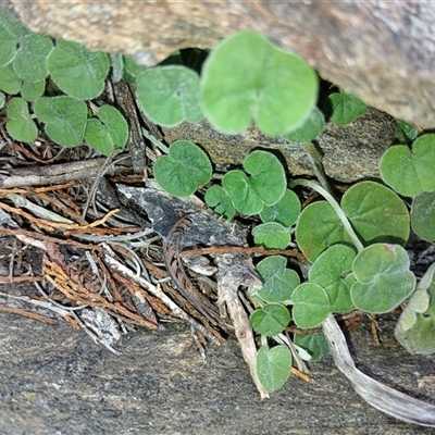 Dichondra sp. Inglewood (J.M.Dalby 86/93) Qld Herbarium (Kidney Weed) at Cooma, NSW - 10 Dec 2024 by mahargiani