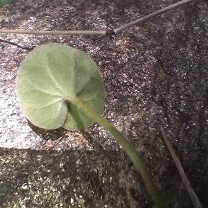 Dichondra sp. Inglewood (J.M.Dalby 86/93) Qld Herbarium at Cooma, NSW - 10 Dec 2024 02:09 PM