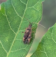 Miridae (family) (Unidentified plant bug) at Crookwell, NSW - 10 Dec 2024 by clarehoneydove