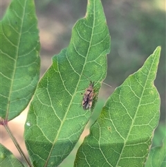 Miridae (family) at Crookwell, NSW - 10 Dec 2024