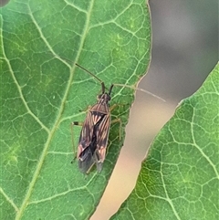 Miridae (family) at Crookwell, NSW - 10 Dec 2024