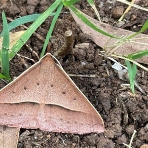 Epidesmia chilonaria at Emerald, VIC - suppressed