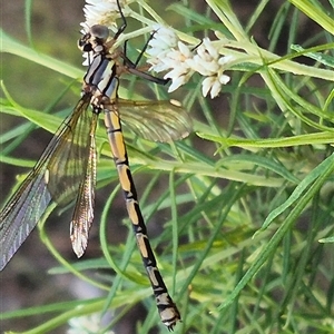 Diphlebia nymphoides at Bungendore, NSW - suppressed