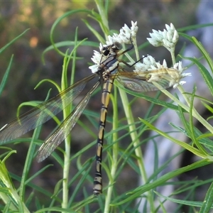 Diphlebia nymphoides at Bungendore, NSW - suppressed