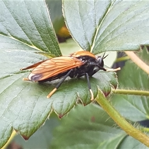 Pelecorhynchus fulvus (Orange cap-nosed fly) at Ainslie, ACT by Jeanette