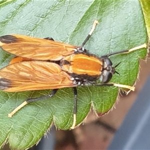 Pelecorhynchus fulvus at Ainslie, ACT - 10 Dec 2024 07:18 PM