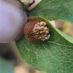 Paropsisterna cloelia (Eucalyptus variegated beetle) at Grabben Gullen, NSW - 10 Dec 2024 by clarehoneydove