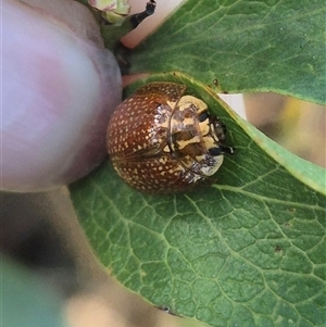 Paropsisterna cloelia (Eucalyptus variegated beetle) at Grabben Gullen, NSW by clarehoneydove