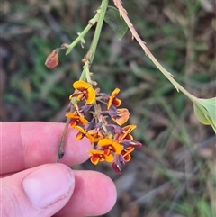 Daviesia mimosoides at Grabben Gullen, NSW - 10 Dec 2024 by clarehoneydove