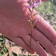 Stylidium sp. (Trigger Plant) at Grabben Gullen, NSW - 10 Dec 2024 by clarehoneydove