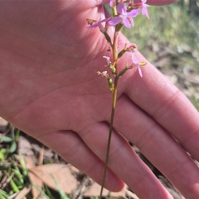 Stylidium graminifolium at Grabben Gullen, NSW - 10 Dec 2024 by clarehoneydove