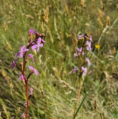 Stylidium sp. at Grabben Gullen, NSW - 10 Dec 2024 04:32 PM