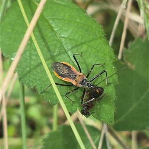 Gminatus australis (Orange assassin bug) at Grabben Gullen, NSW by clarehoneydove