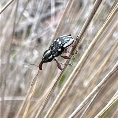 Aoplocnemis rufipes (A weevil) at Rendezvous Creek, ACT - 9 Dec 2024 by Pirom